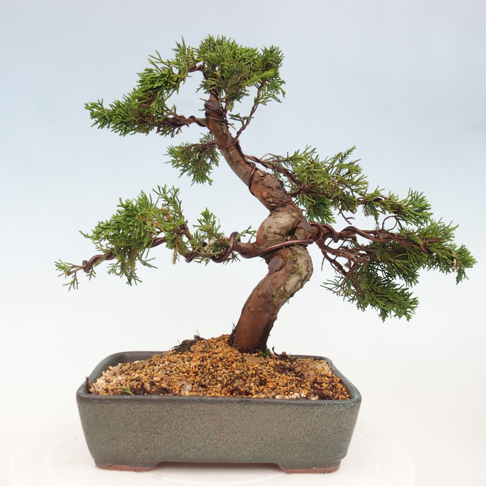 Bonsai für draußen - Juniperus chinensis Itoigawa