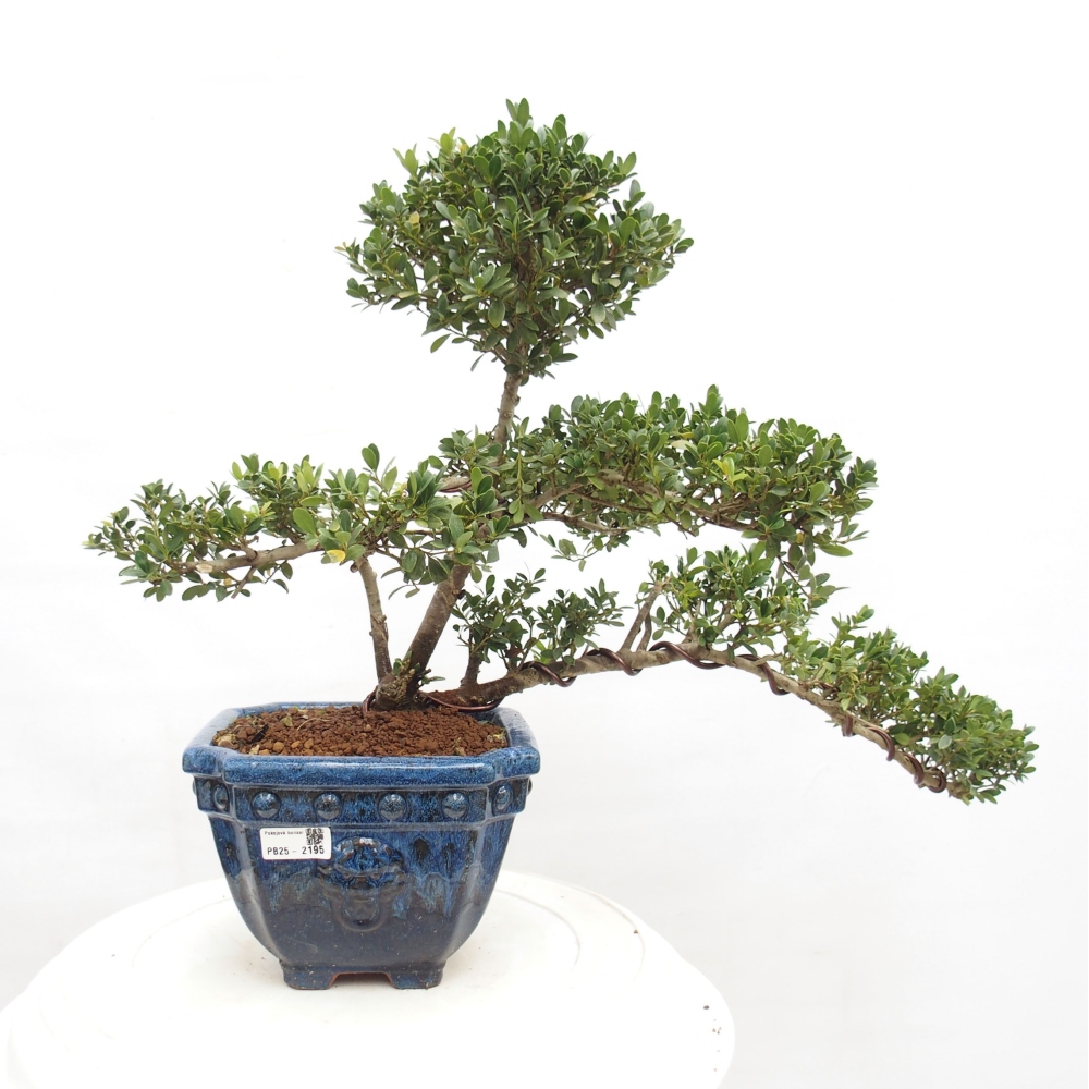 Zimmer Bonsai - Ilex crenata - Stechpalme