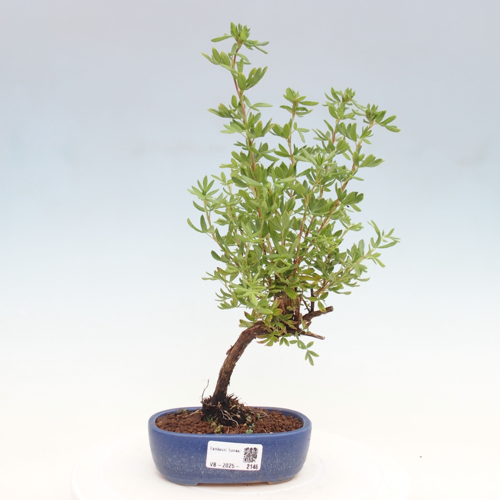 Bonsai für draußen - Potentila fruticosa gelber Vogel
