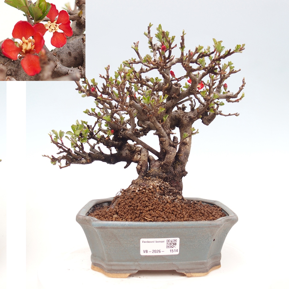 Bonsai für draußen - Chaneomeles speciosa - Quitte