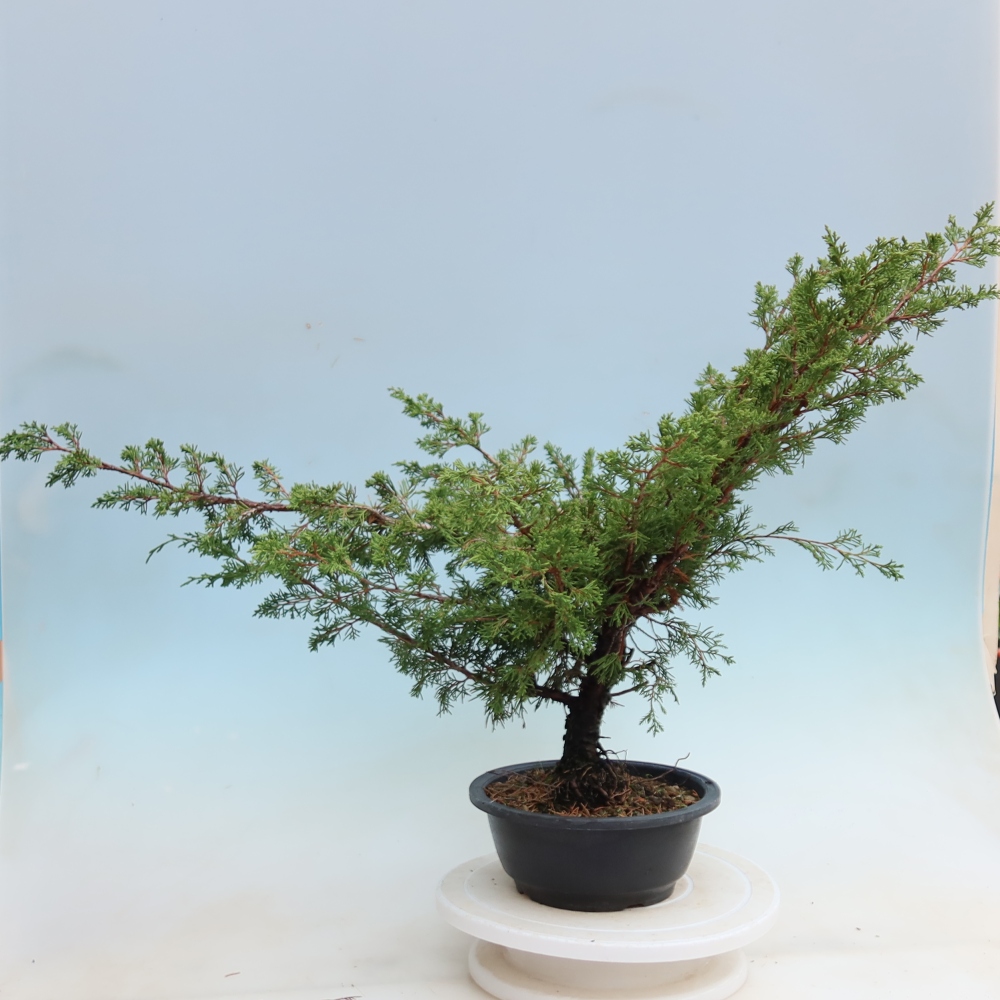 Bonsai für den Außenbereich – Juniperus chinensis Itoigawa – Chinesischer Wacholder