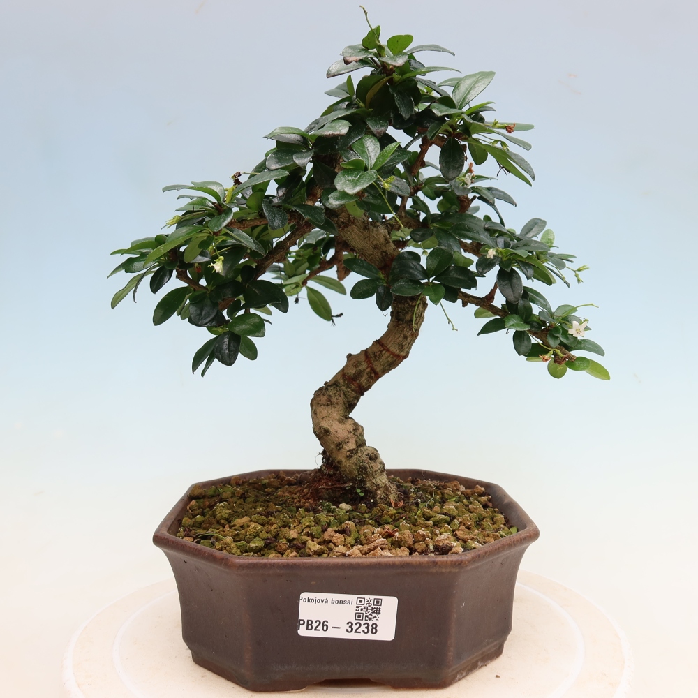Zimmer-Bonsai - Carmona macrophylla - Tee-Fuki