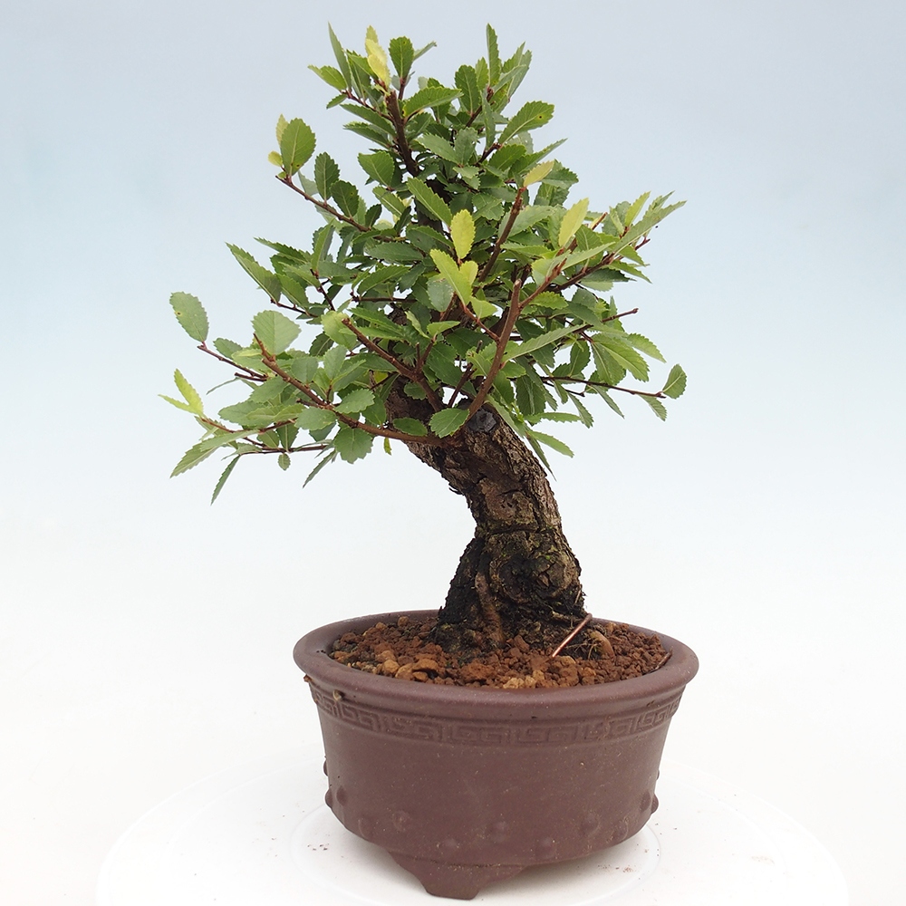 Bonsai für draußen - Zelkova - Zelkova NIRE
