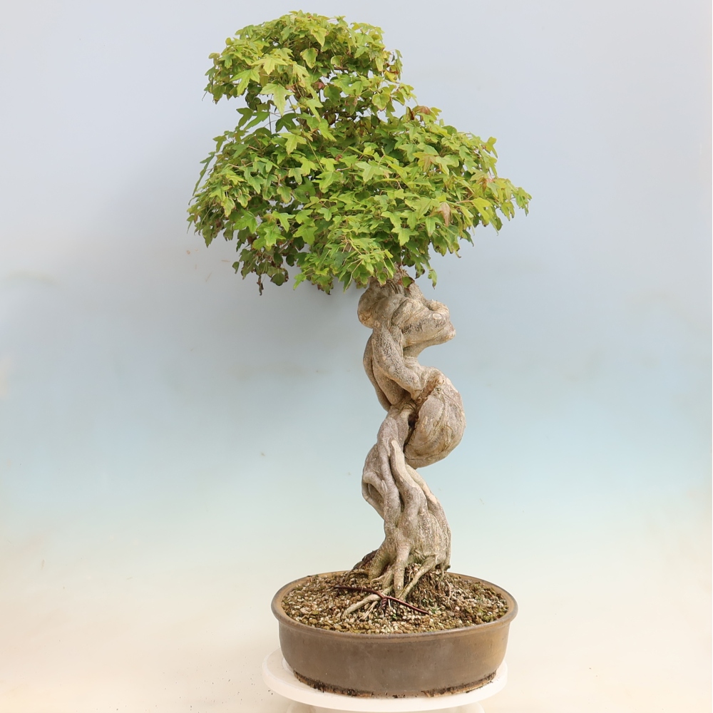 Bonsai für draußen - Acer Buergerianum - Bergahorn