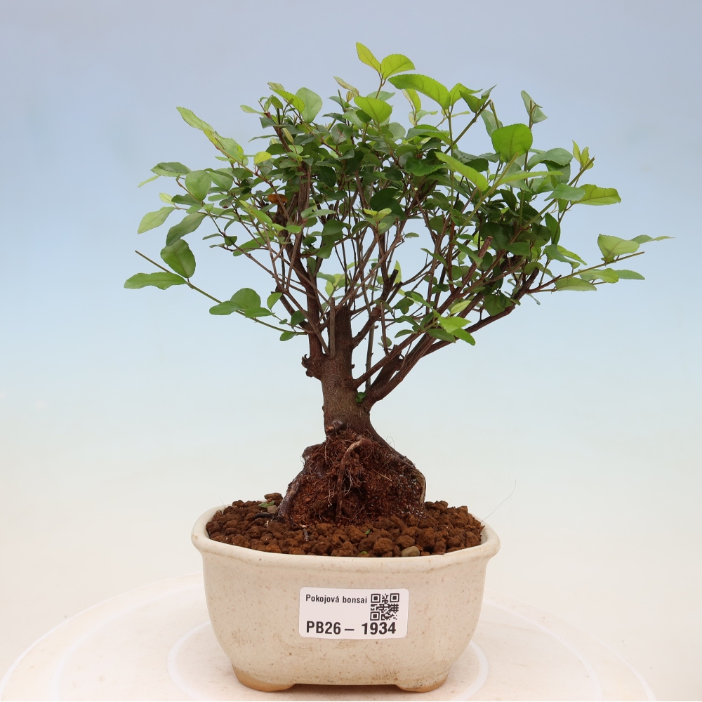 Zimmer Bonsai - Sageretia thea - Sageretia thea