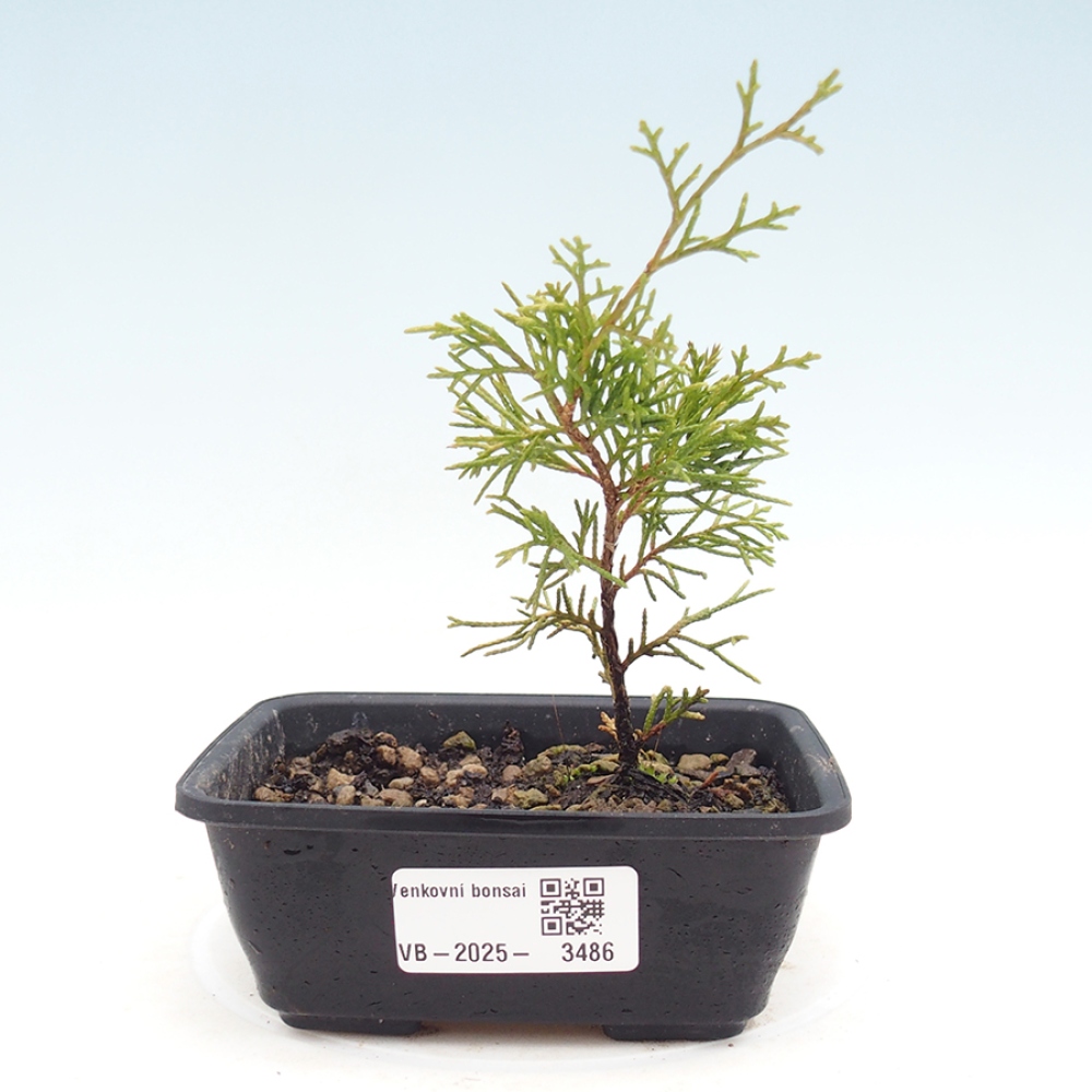Bonsai für draußen - Juniperus chinensis Itoigawa