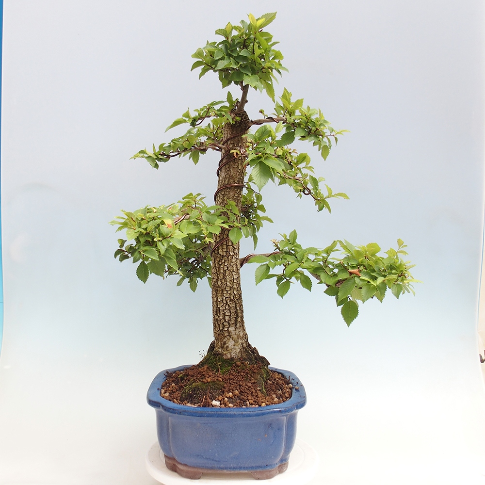 Bonsai für draußen - Zelkova - Zelkova NIRE