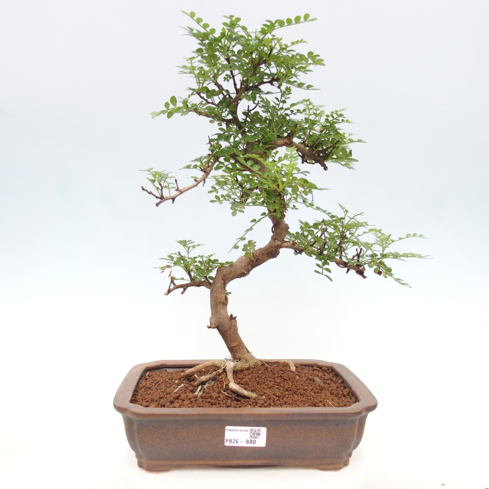 Zimmer Bonsai - Zantoxylum piperitum - Pfefferbaum