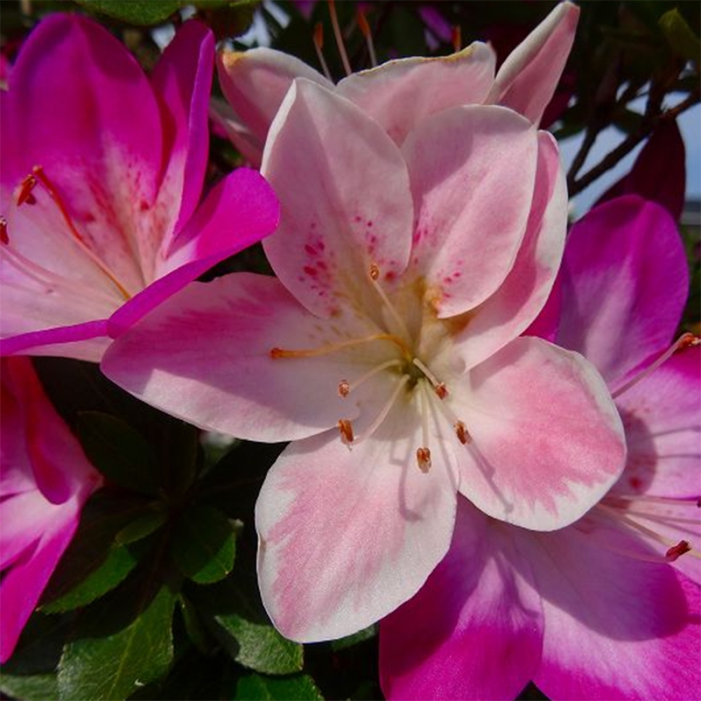 Bonsai für draußen - Japanische Azalee - Azalee Yoko