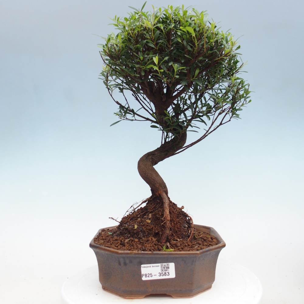 Zimmer Bonsai - Syzygium - Piment