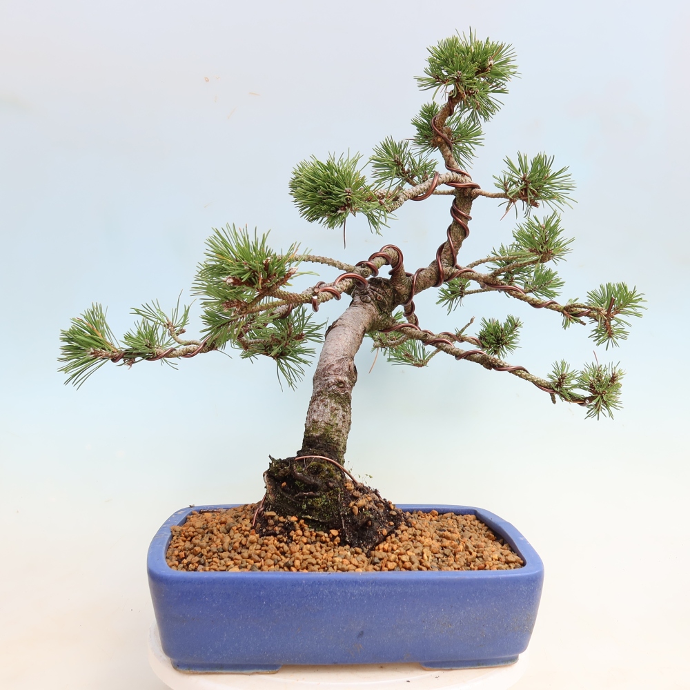 Bonsai für den Außenbereich – Pinus mugo Humpy – Zwergkiefer