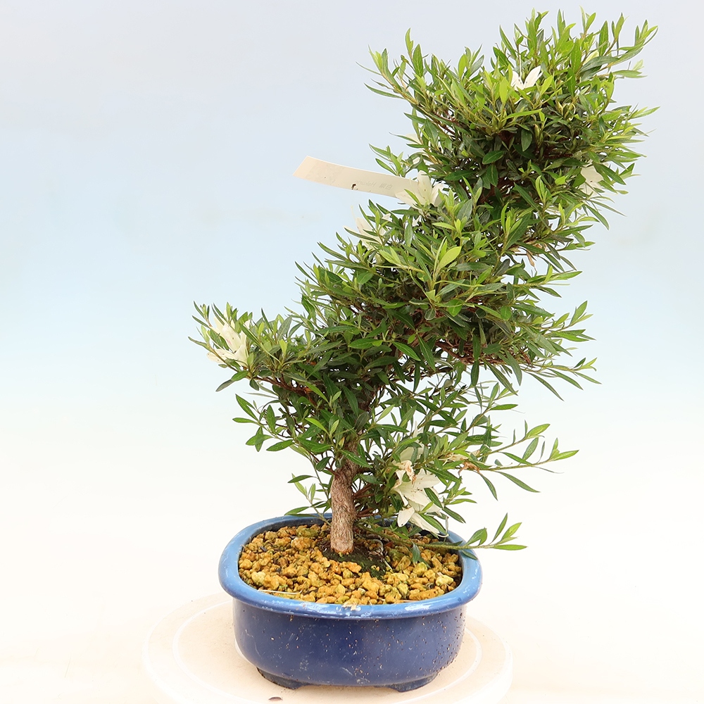 Bonsai für draußen - Japanische Azalee - Azalea Hakurin