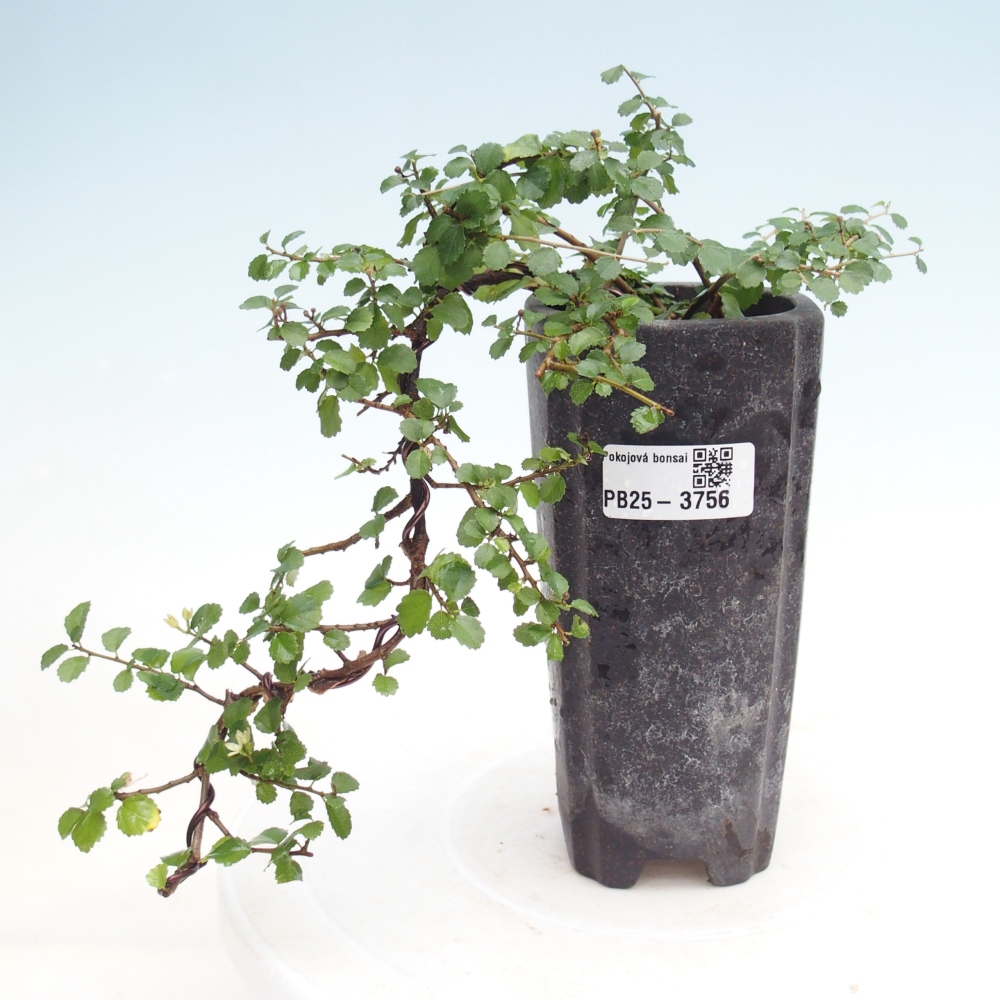 Zimmerbonsai - Grewia sp. - Grewia malafolia