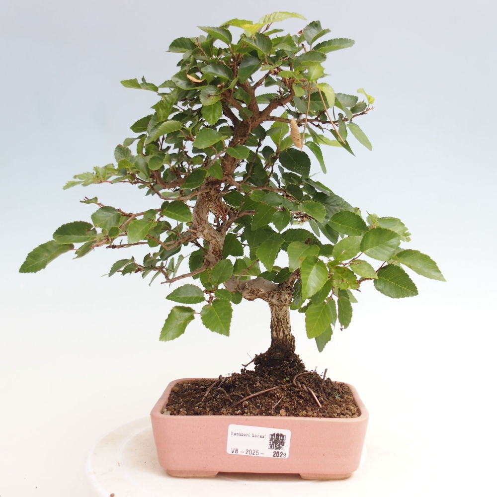 Bonsai für draußen -Carpinus CARPINOIDES - Koreanische Hainbuche