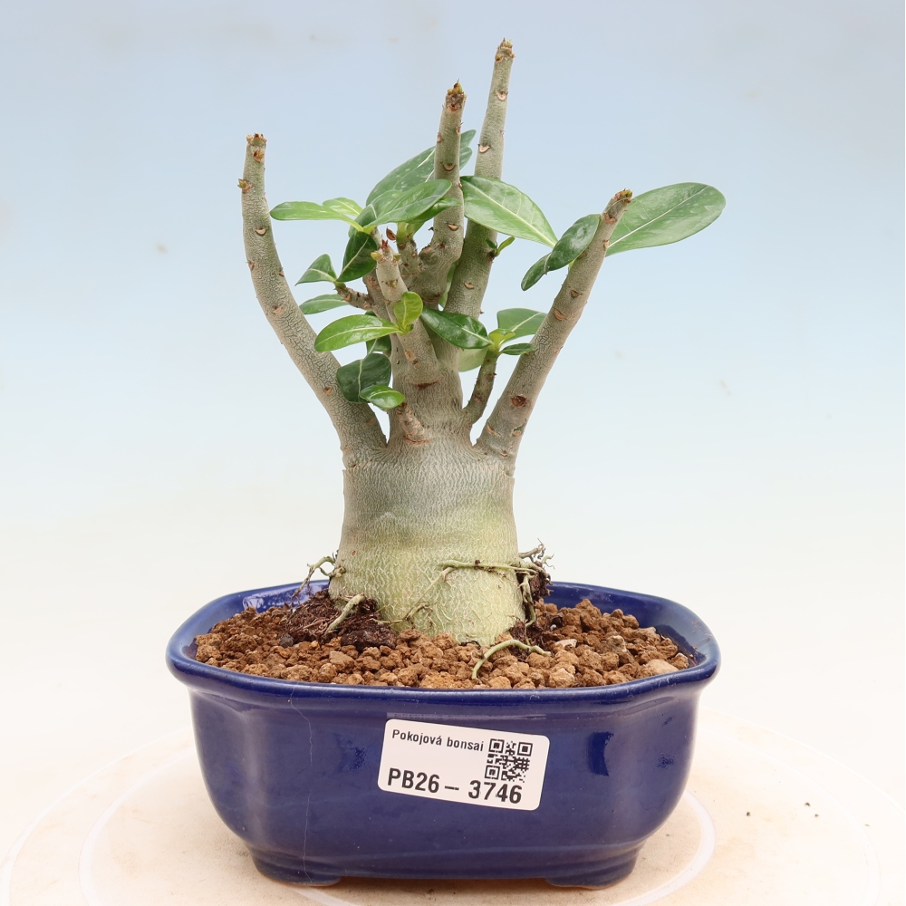 Zimmerbonsai – Adenium obesum „Red Star“ – Wüstenrose