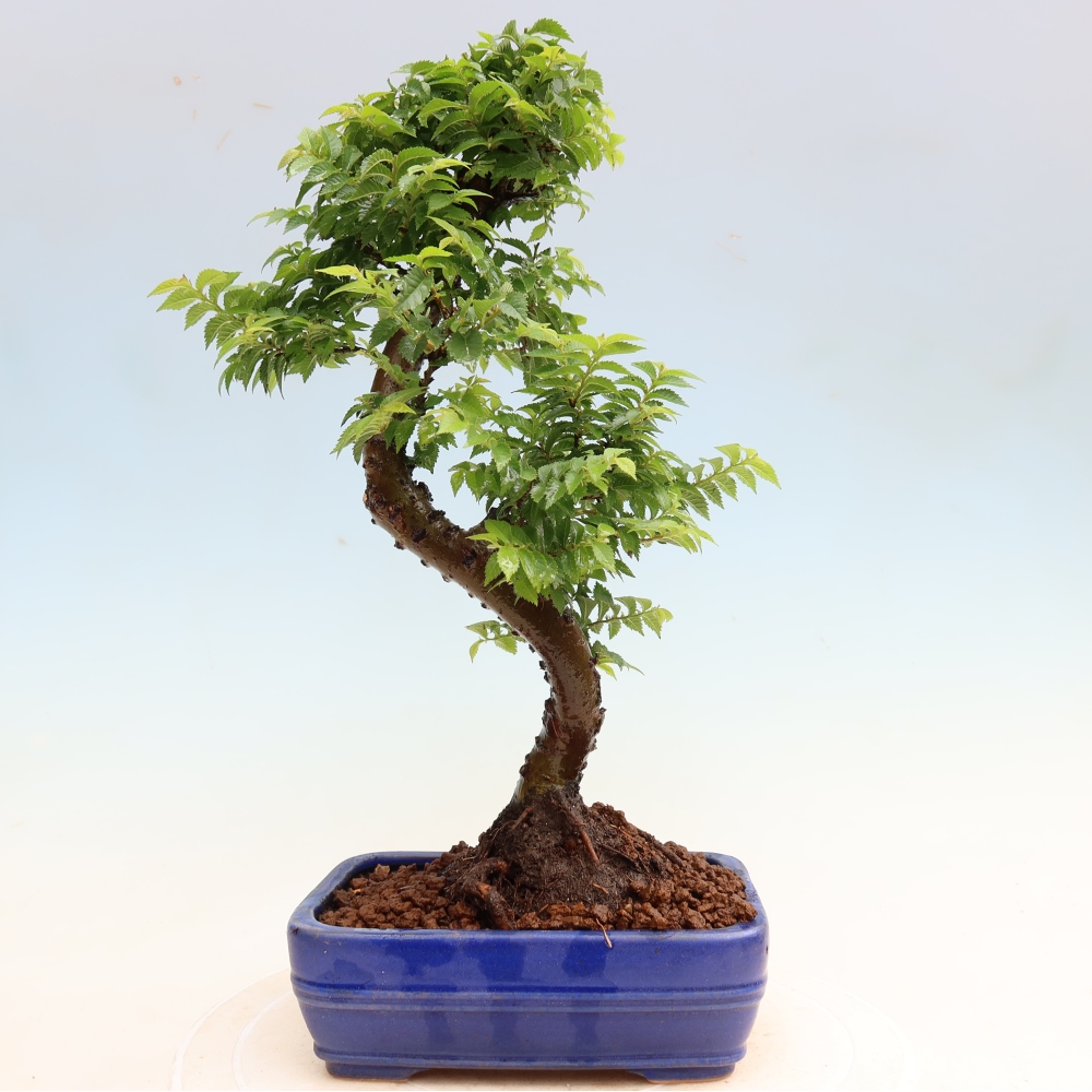 Bonsai für den Außenbereich – Ulmus Jacqueline Hillier – Pappelulme