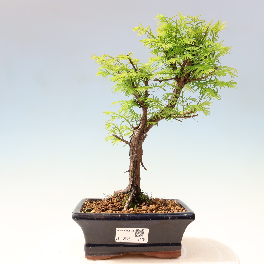 Bonsai für draußen - Metasequoia glyptostroboides - Chinesische Metasequoia