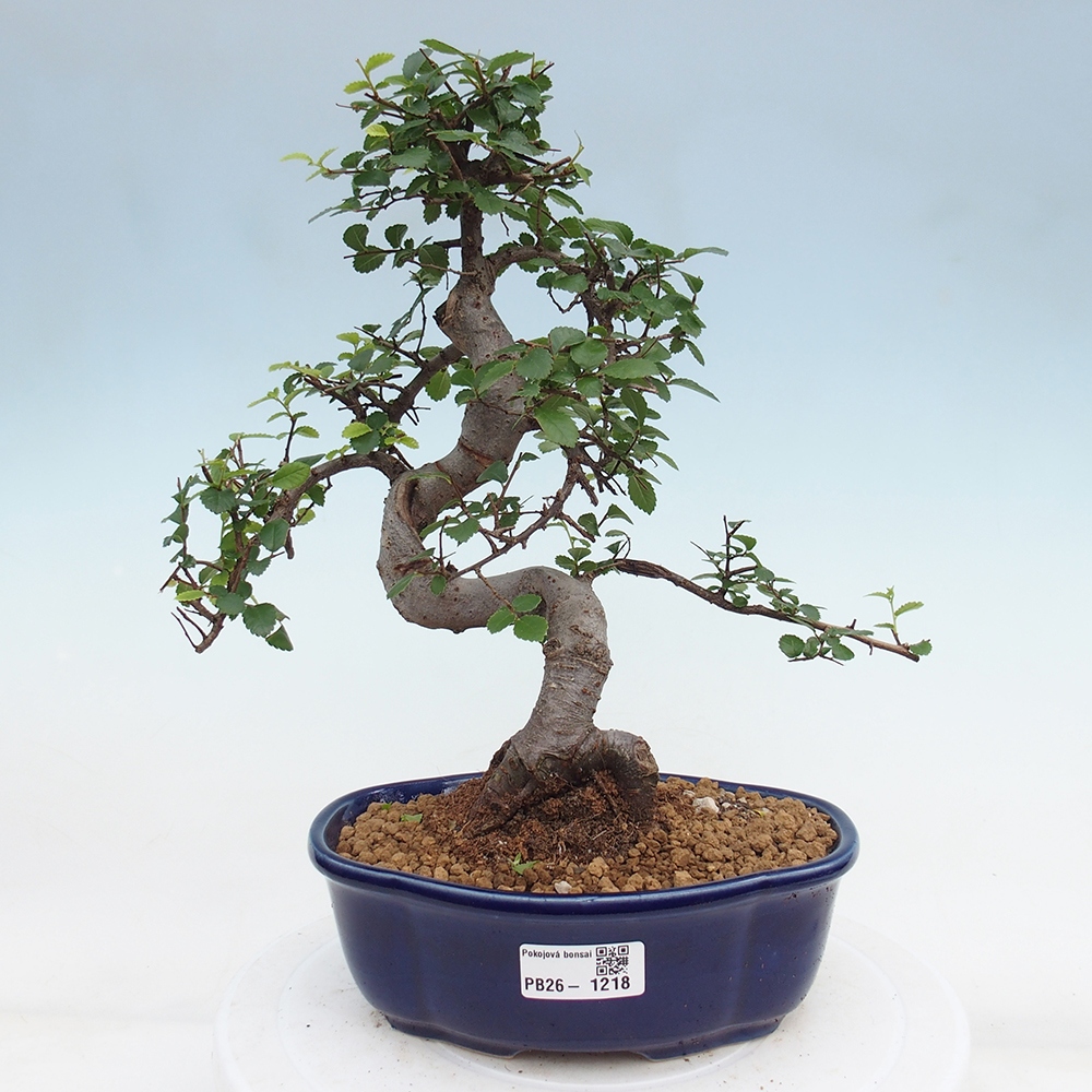 Zimmerbonsai - Ulmus parvifolia - Kleinblättrige Ulme