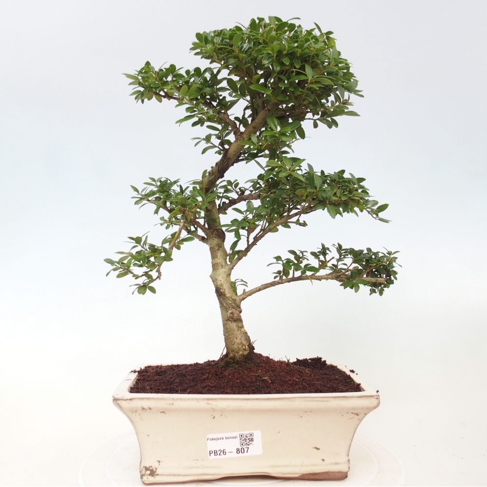 Zimmer Bonsai - Ilex crenata - Stechpalme