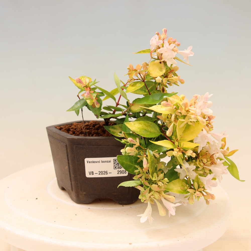 Bonsai für den Außenbereich – Abelia gr. Kleidoscope – Großblumige Abelie