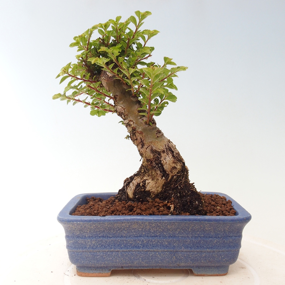 Bonsai für draußen - Ulmus parvifolia Sagei - Kleinblättrige Ulme