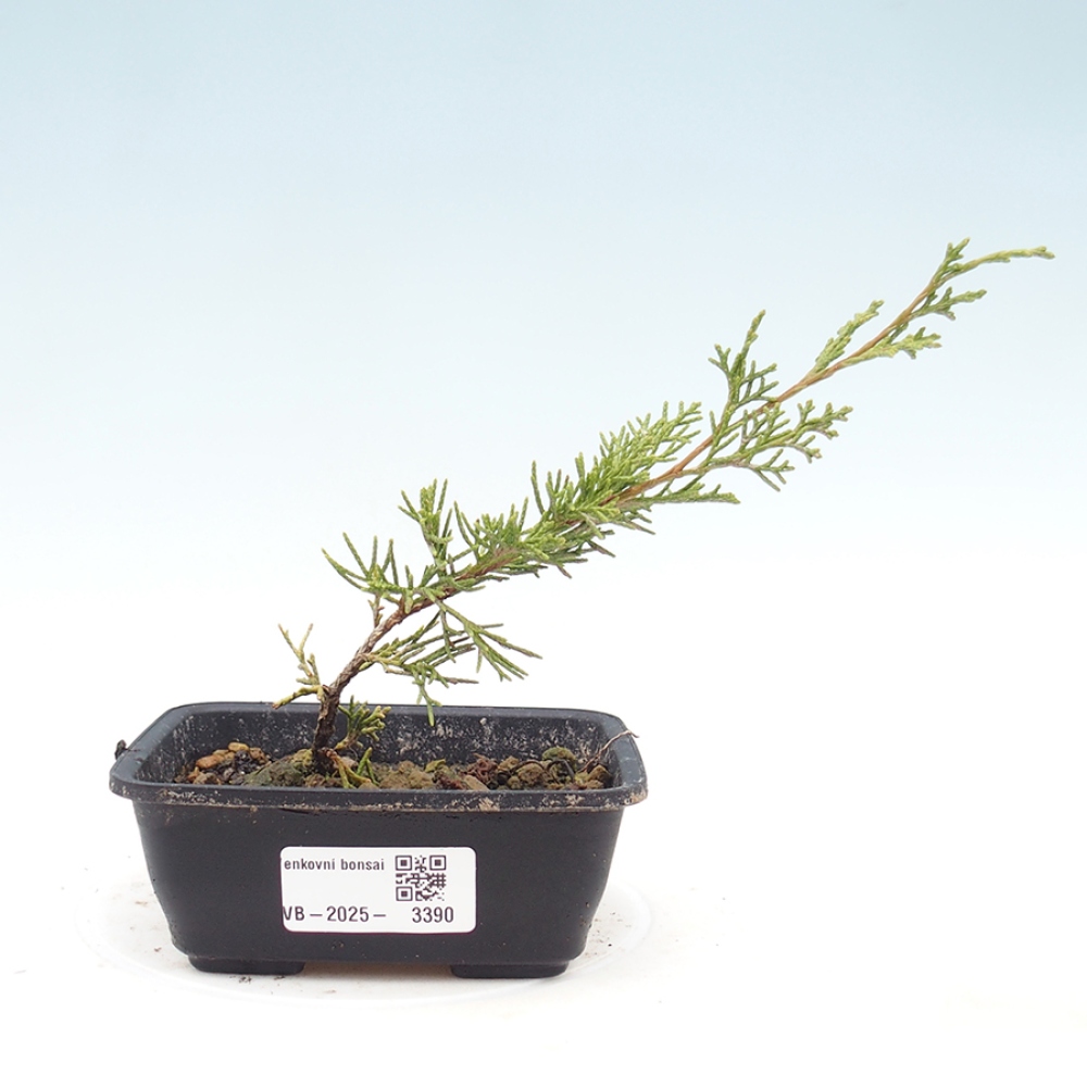 Bonsai für draußen - Juniperus chinensis Itoigawa