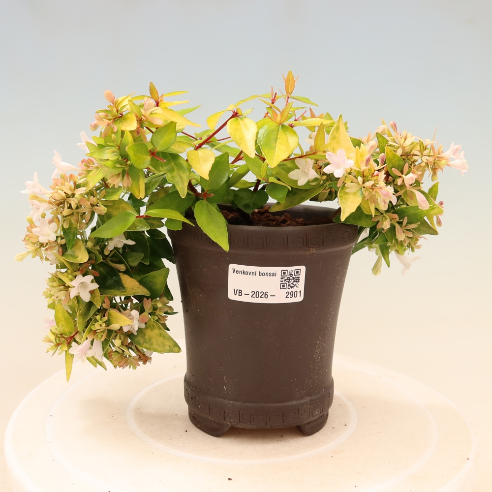 Bonsai für den Außenbereich – Abelia gr. Kleidoscope – Großblumige Abelie