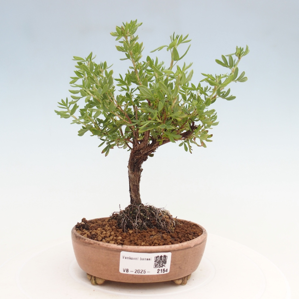 Bonsai für draußen - Potentila fruticosa gelber Vogel