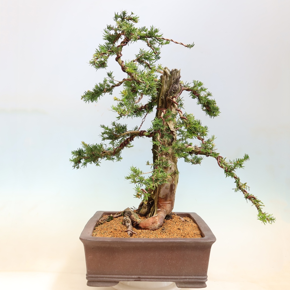 Bonsai für den Außenbereich – Taxus baccata – Rote Eibe