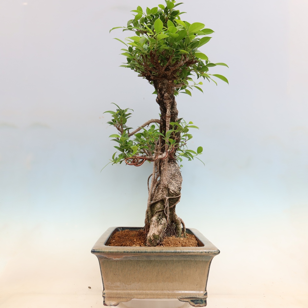 Zimmerbonsai - Ficus kimmen - Kleinblättriger Ficus