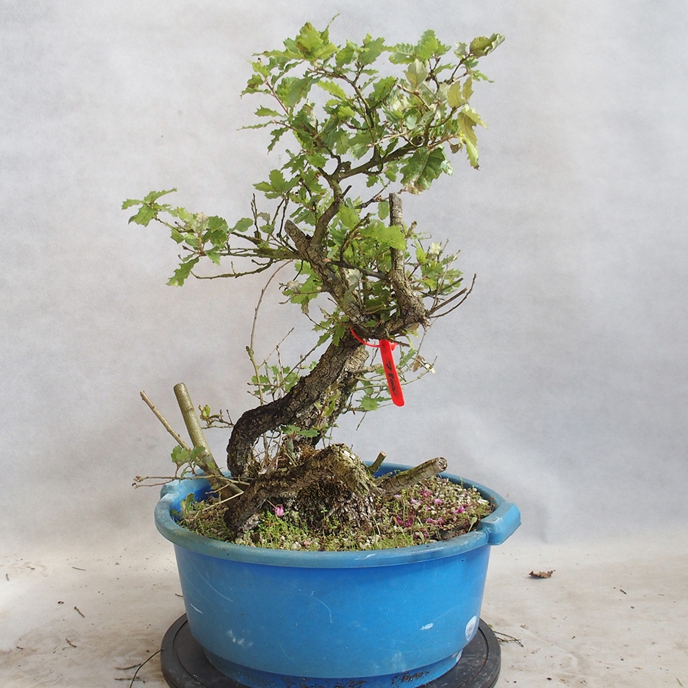 Außenbonsai Quercus Cerris - Eiche Cer