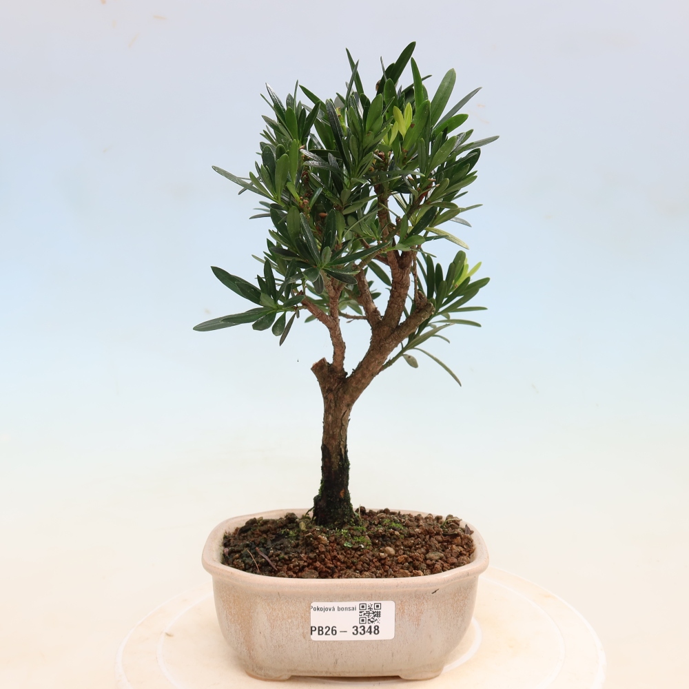 Zimmerbonsai - Podocarpus - Stein-Eibe