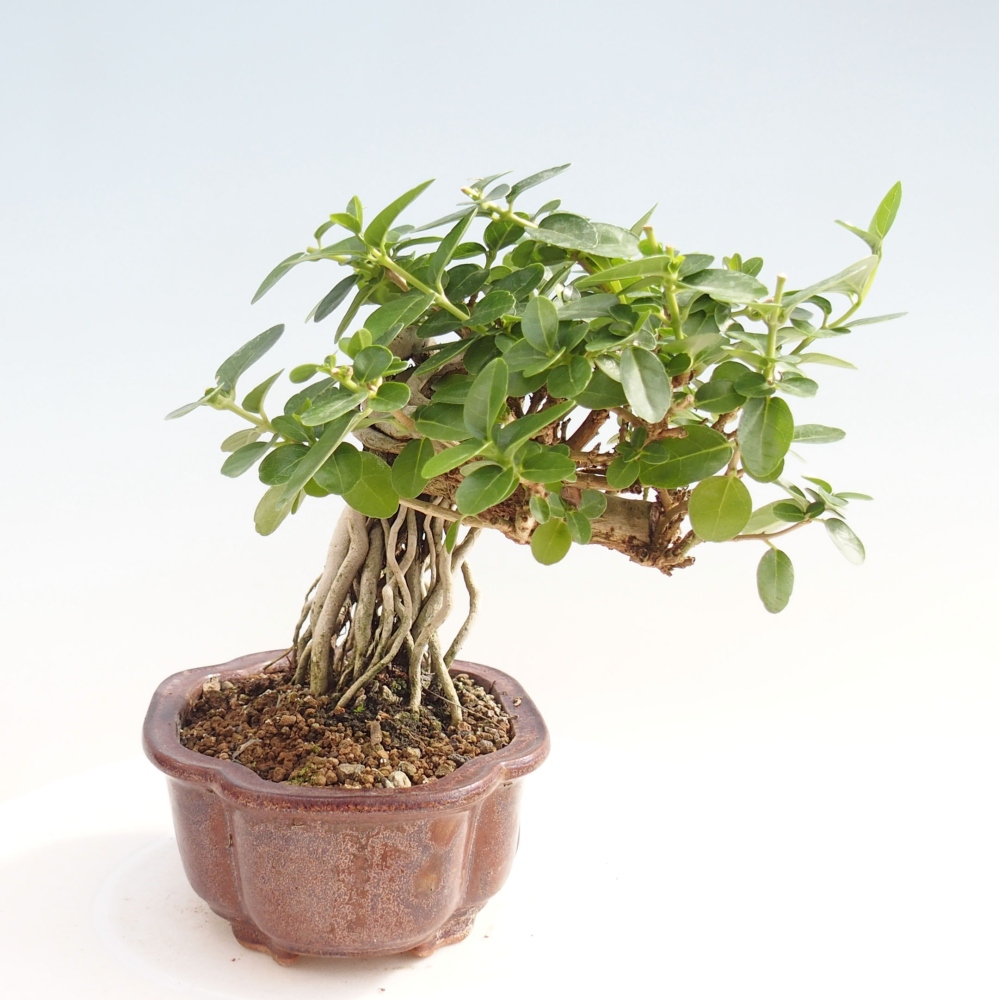Zimmerbonsai - Premna serratifolia - Kozlovna malolista