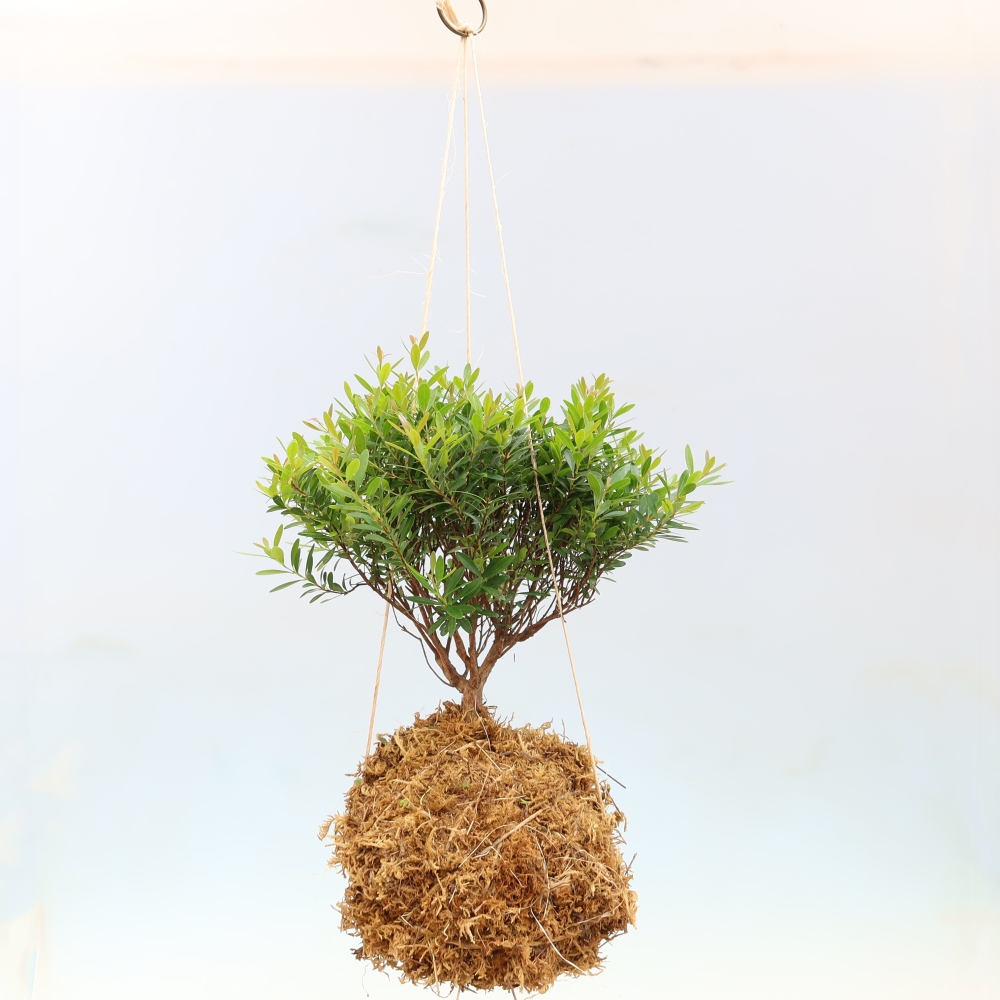 Kokedama in Keramik -Syzygium - Pimentbaum