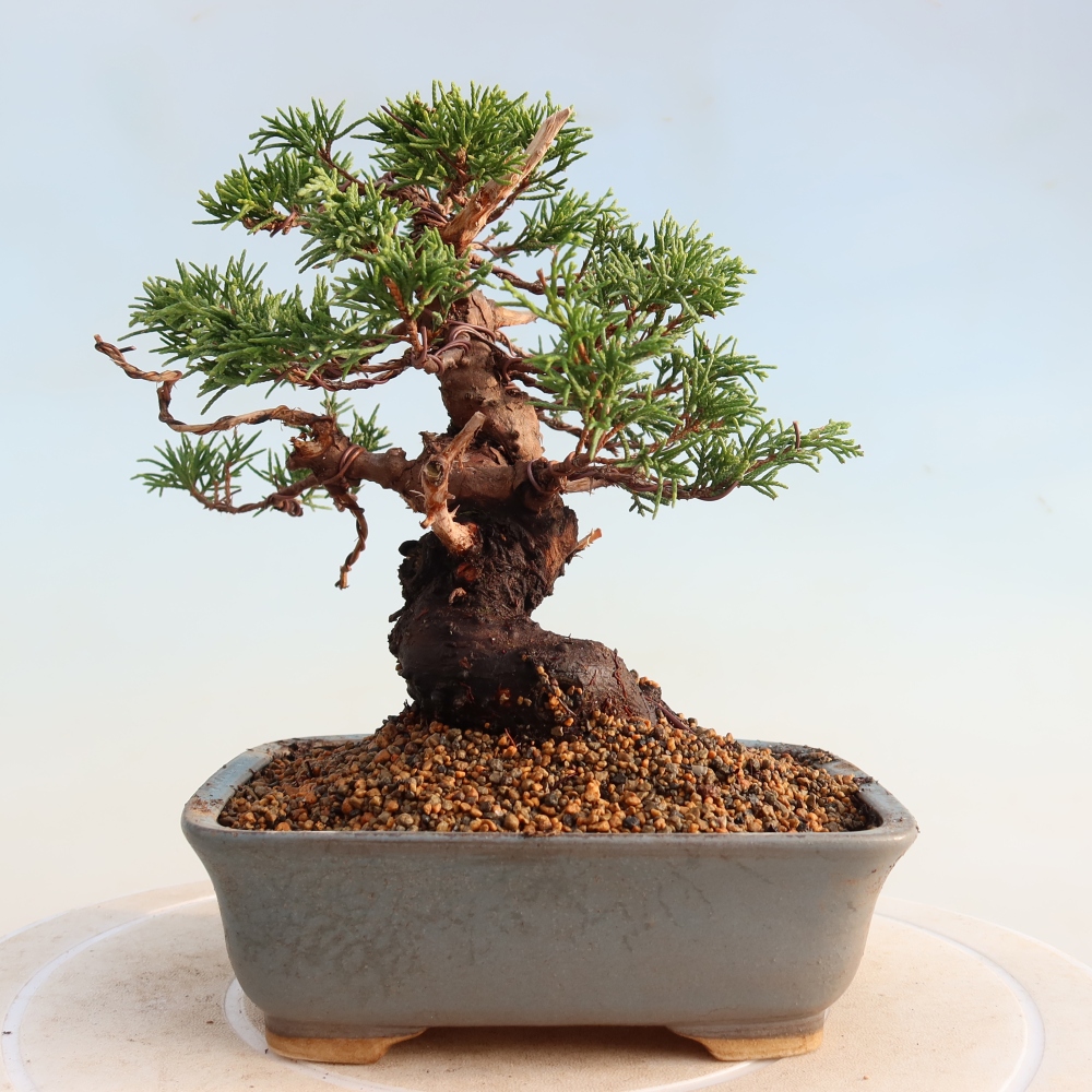 Bonsai für draußen - Juniperus chinensis Itoigawa