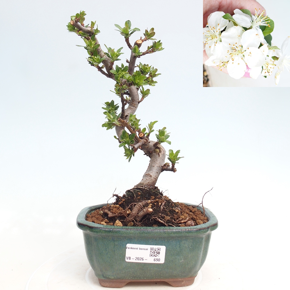 Outdoor Bonsai - Malus sargentii - Kleinfrüchtiger Apfelbaum