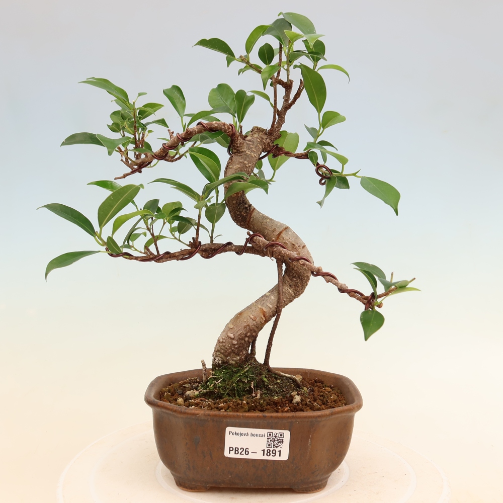 Zimmerbonsai - Ficus retusa - Kleinblättriger Ficus
