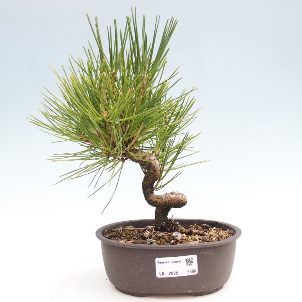 Bonsai für draußen - Pinus thunbergii - Thunberg-Kiefer