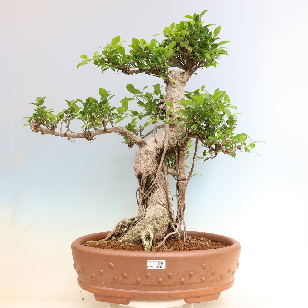 Zimmerbonsai - Ficus kimmen - Kleinblättriger Ficus