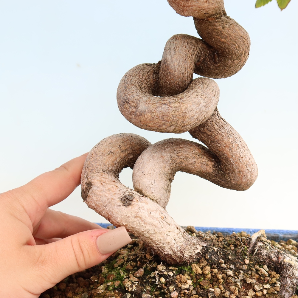 Bonsai für draußen -Carpinus CARPINOIDES - Koreanische Hainbuche