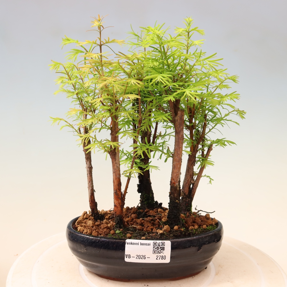 Bonsai für den Außenbereich – Metasequoia glyptostroboides – Chinesische Metasequoia – Wäldchen