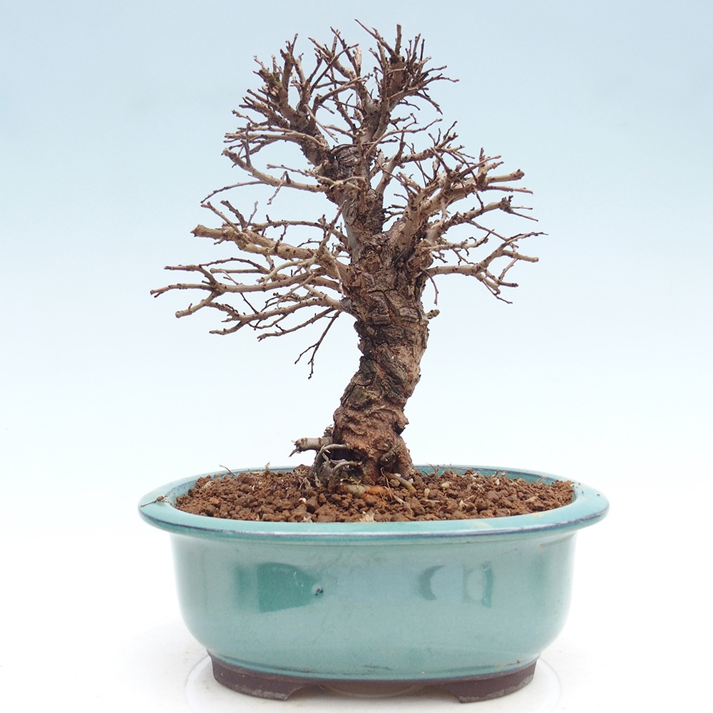 Bonsai für draußen - Zelkova - Zelkova NIRE