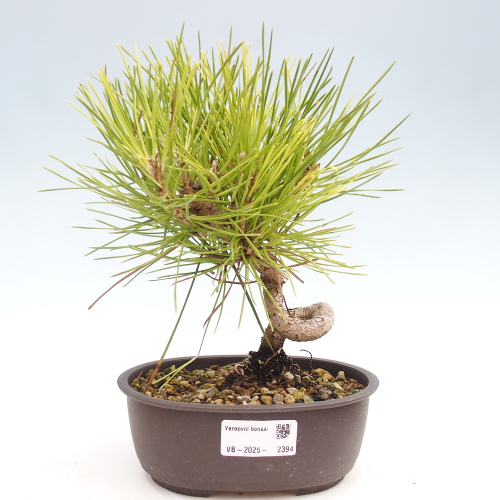 Bonsai für draußen - Pinus thunbergii - Thunberg-Kiefer
