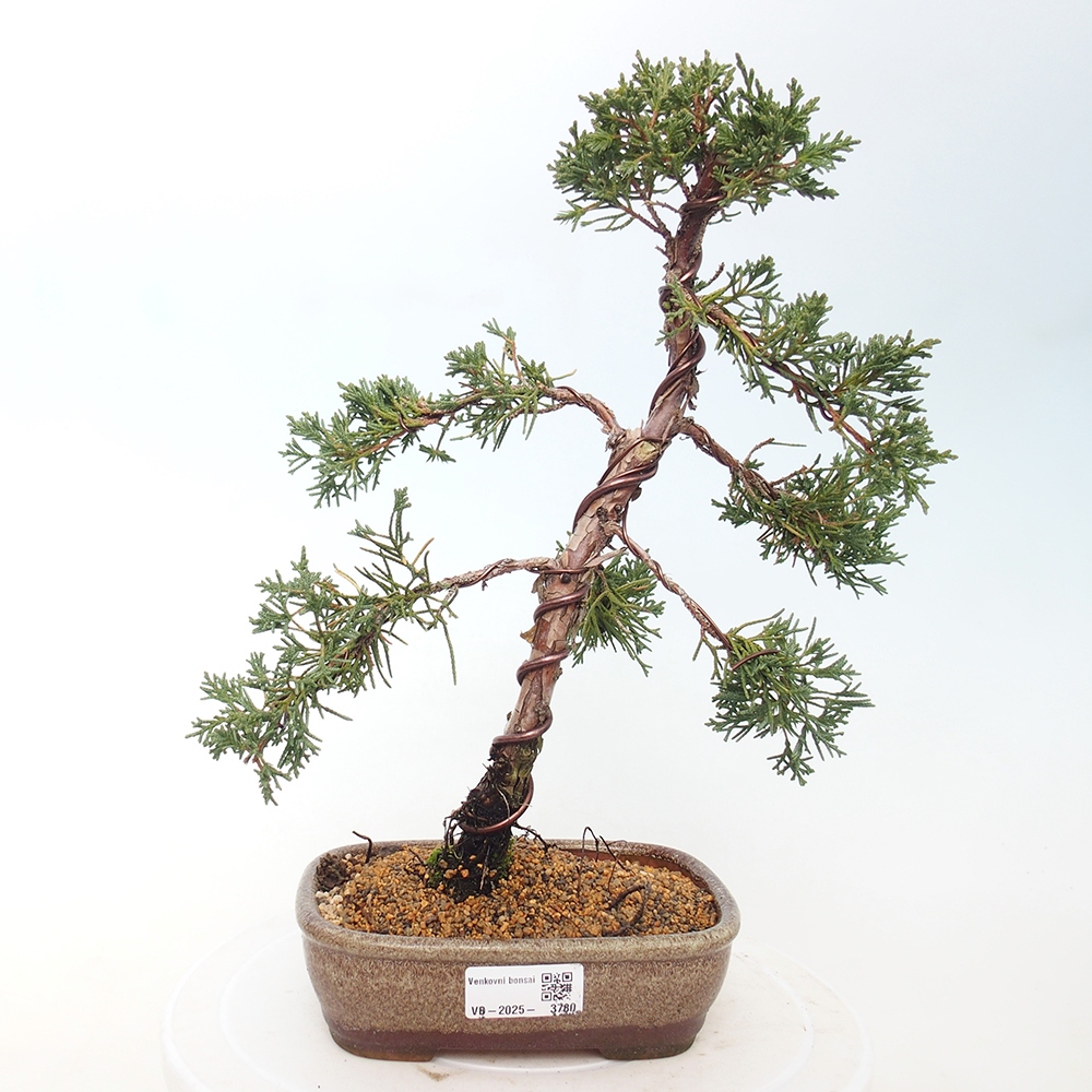 Bonsai für draußen - Juniperus chinensis Kishu