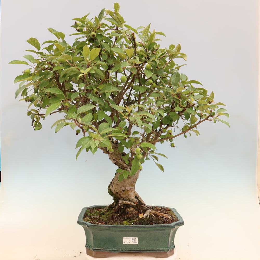 Outdoor-Bonsai -Malus halliana - Kleinfrüchtiger Apfelbaum