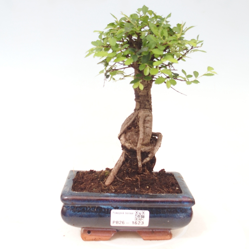Zimmerbonsai - Ulmus parvifolia - Kleinblättrige Ulme
