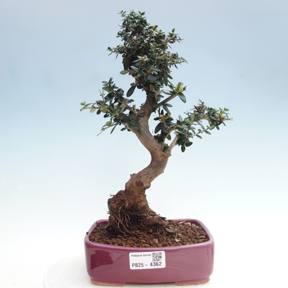 Zimmerbonsai - Olea europaea sylvestris