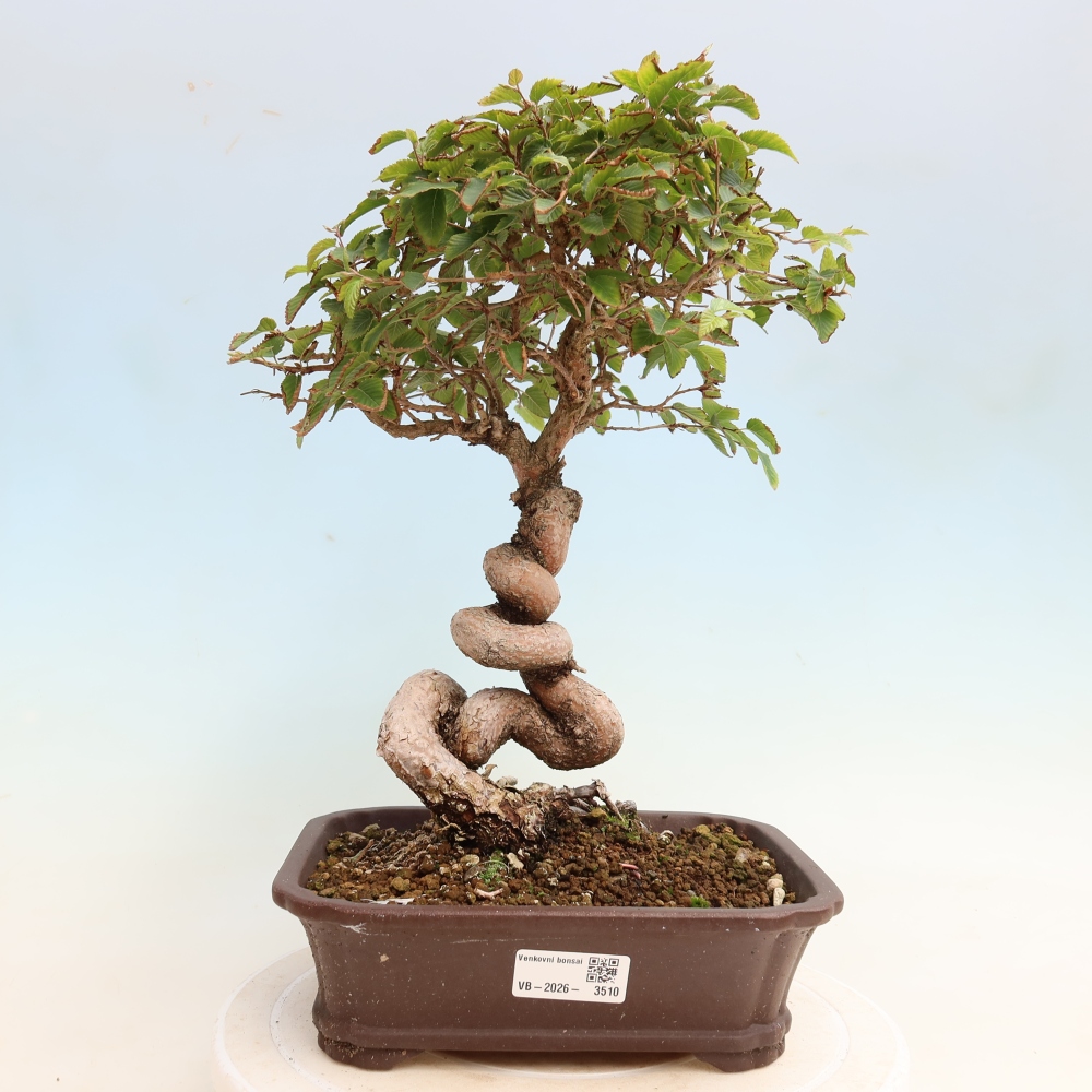 Bonsai für draußen -Carpinus CARPINOIDES - Koreanische Hainbuche