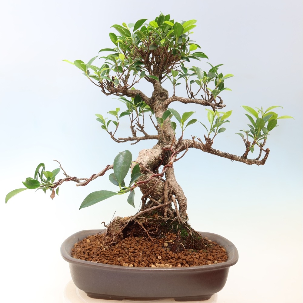 Zimmerbonsai - Ficus kimmen - Kleinblättriger Ficus
