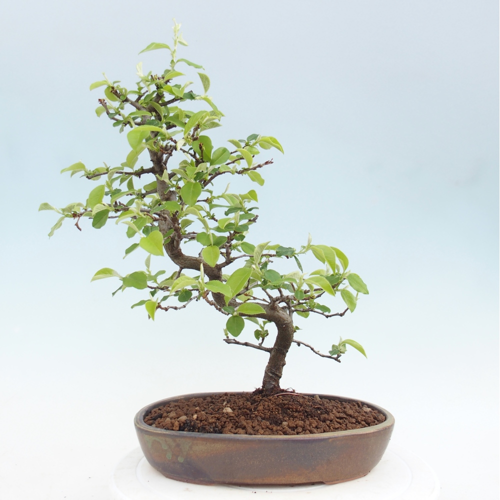 Bonsai für draußen - Chaneomeles chinensis